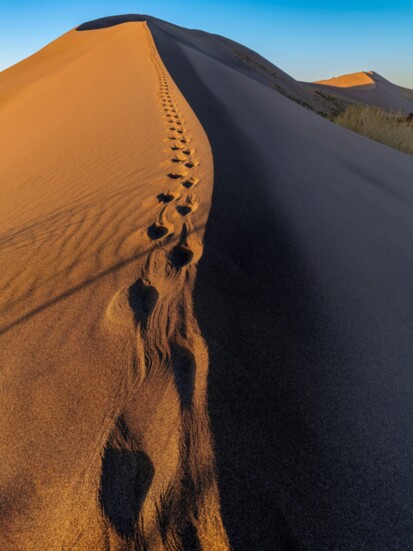 Animal tracks along rims of a sand dune in the early morning light at Bruneau Sand Dunes State Park