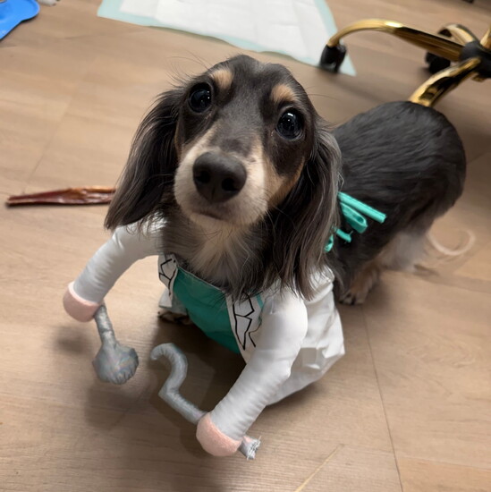 Luna, the office service dog