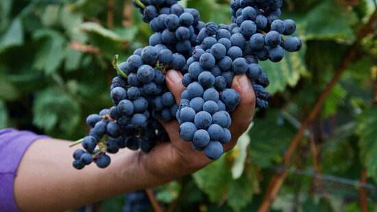 Estate harvest grapes