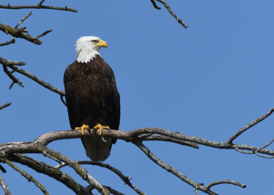 Wildlife, including bald eagles, can be spotted at all preserves.