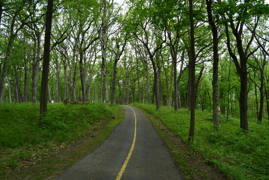 Hickory Creek Forest Preserve offers shaded trails with a variety of plant life.