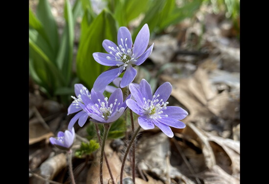 Find interesting flora at Raccoon Grove!