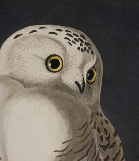 Audubon's Birds of America. Photo courtesy of National Museum of Scotland
