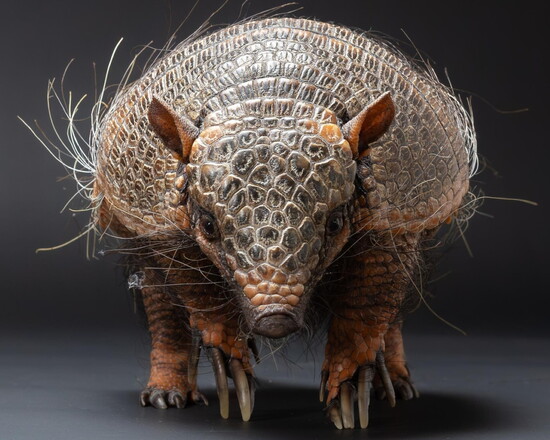 Extreme Animals Alive. Photo by Mike Rathke