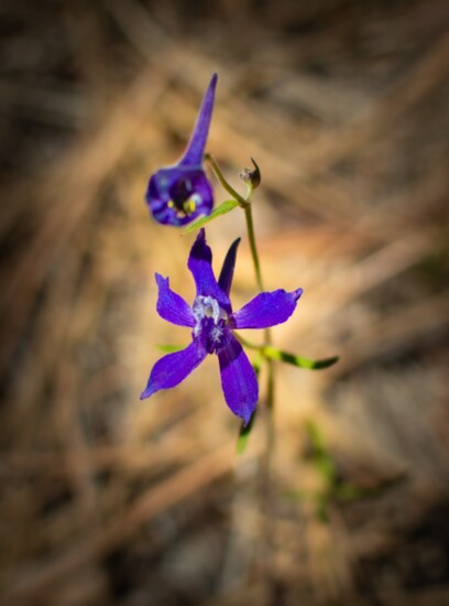 Hiking Trail Flower - Loeb Life Photography