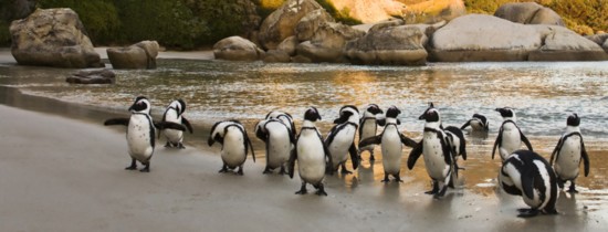 African penguins on Boulders Beach, Cape Town, South Africa