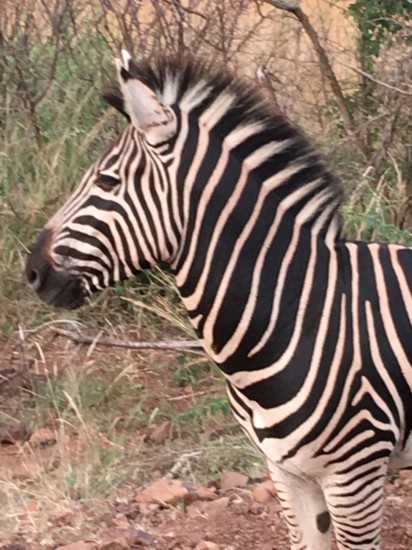 Zebra encountered on safari