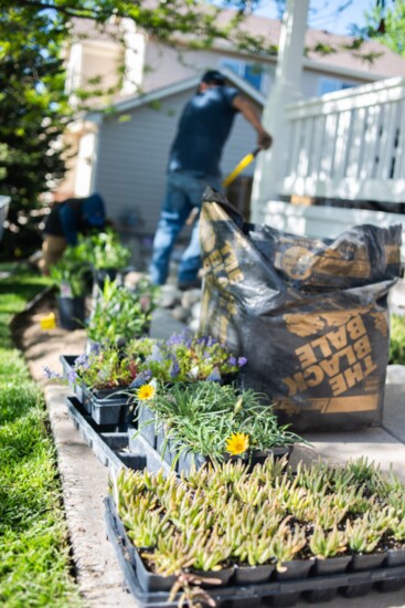 Succulents and perennials ready for planting by the Duke's Landscape team.