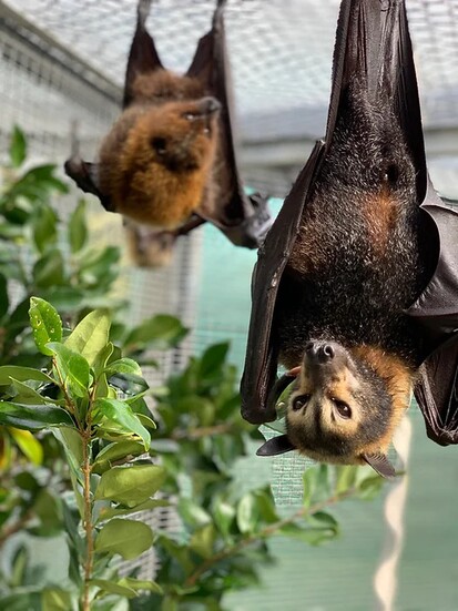 Lubee Bat Conservancy