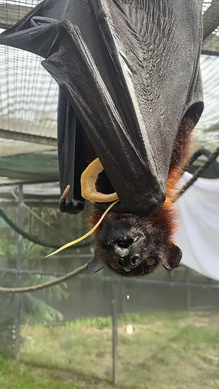 Lubee Bat Conservancy