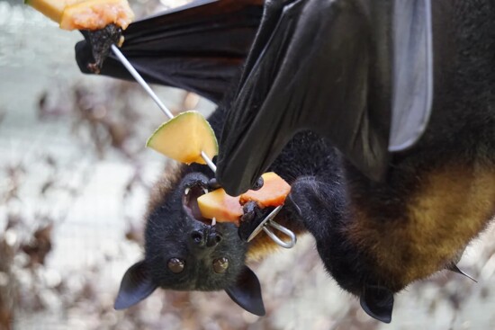 Lubee Bat Conservancy