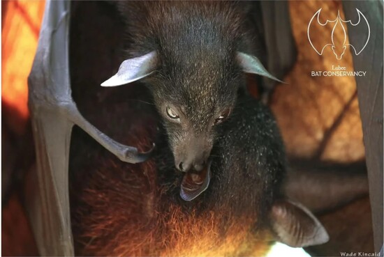 Lubee Bat Conservancy