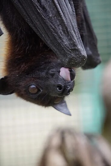 Lubee Bat Conservancy