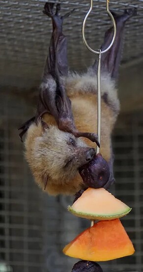 Lubee Bat Conservancy