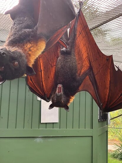 Lubee Bat Conservancy