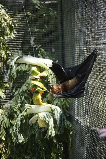 Lubee Bat Conservancy