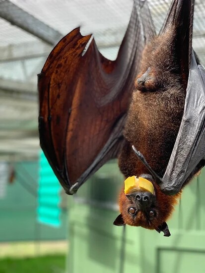 Lubee Bat Conservancy