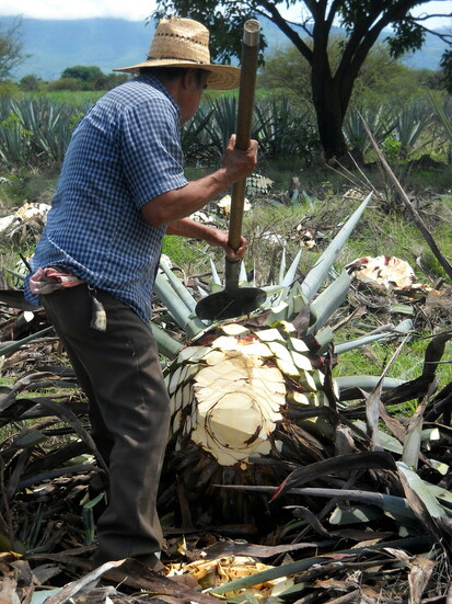 Prepping the "piña" of the Blue Agave.