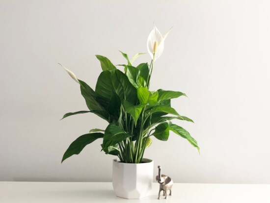 Peace Lily