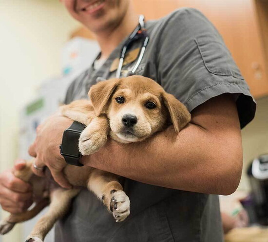 Humane Society Naples