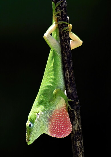 Green Anole (Anolis carolinensis): Often called the "American chameleon," this bright green lizard can change to brown and is frequently seen in trees, shrubs.