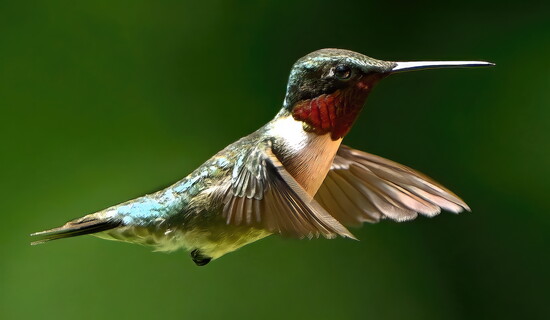 Ruby-Throated Hummingbird; (Archilochus colubris),  a species of hummingbird that migrates parts of Eastern North America for the summer to breed.