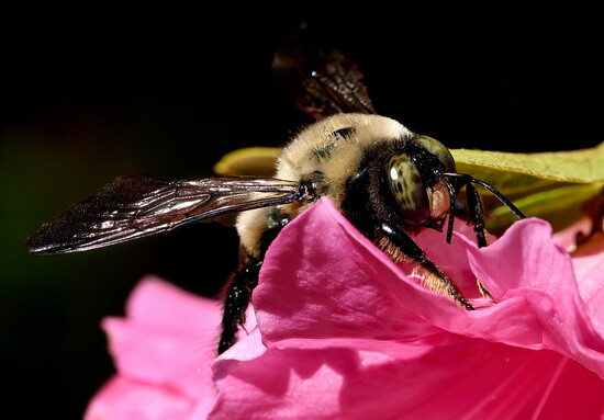 Bumble Bee; (Bombus), Known for their distinctive black and yellow patterns, they are highly social and vital environmental pollinators.