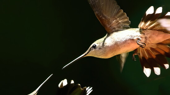 Hummingbirds fighting