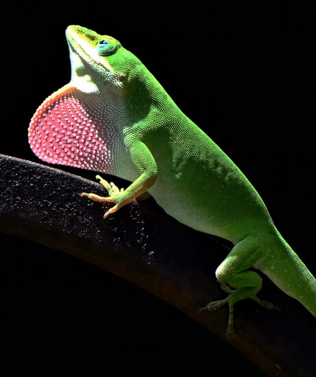 Green Anole (Anolis carolinensis): Often called the "American chameleon," this bright green lizard can change to brown and is frequently seen in trees, shrubs.