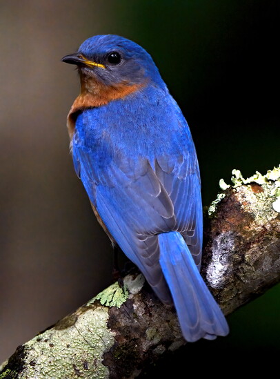 Eastern Bluebird; (Sialia sialis), a vibrant, small thrush commonly found in Huntsville and across the South.