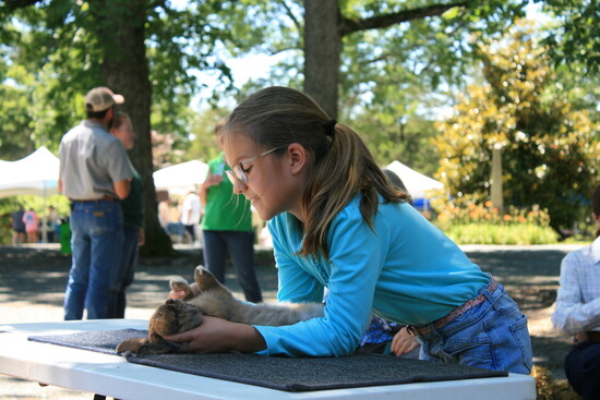 Penny Brenton shows Hopscotch to the Rabbit Judge. Albemarle/Charlottesville 4-H Livestock and Home Arts Show. Photo Credit: Allyson Henschel. 