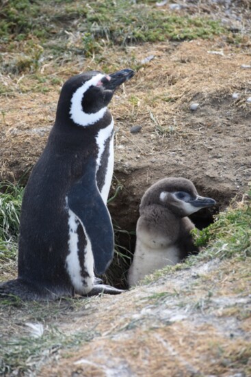 Magellanic penguins on Magdalena Island in the Strait of Magellan, Chile.