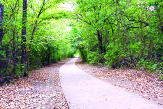 Trail at the Woods