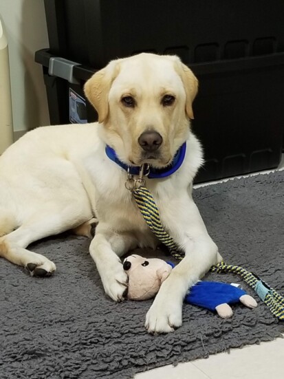 Grace Mariani's Service Dog, Justin