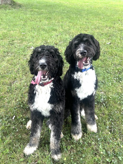 Ernie and Maple