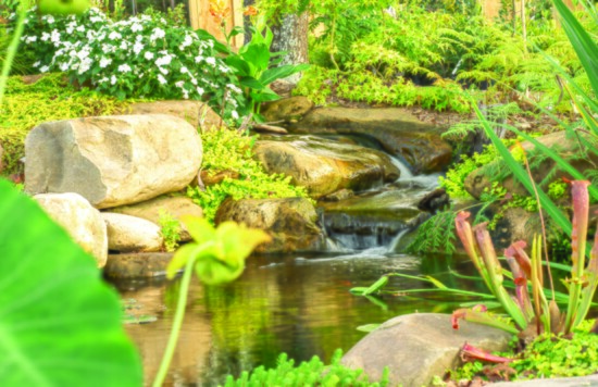 A  15x20 koi pond and waterfall. This is an ecosystem pond and utilizes plants, gravel, and natural filtration. It is home to a few beautiful koi.