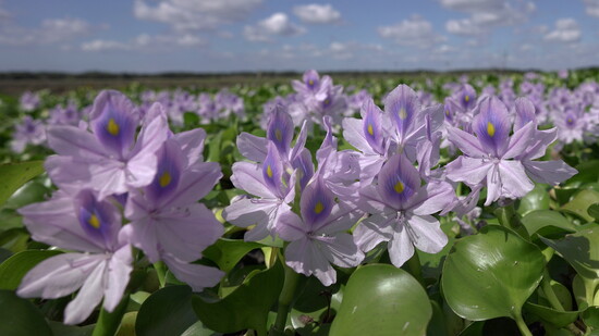Explore the beauty of Myakka River State Park (photo courtesy VisitFlorida.com).