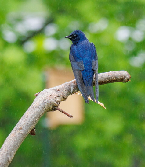 The Venice Audubon Rookery Park is a Purple Martin breeding colony, and is home to an abundance of bird species and wildlife.