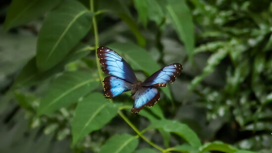 Blue Morpho Butterfly