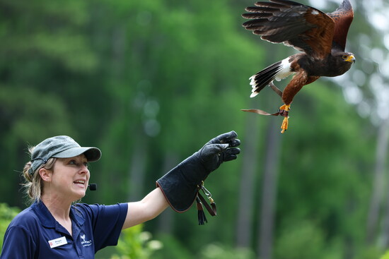Meagan DuVall and Rohmann (Harris’s Hawk)