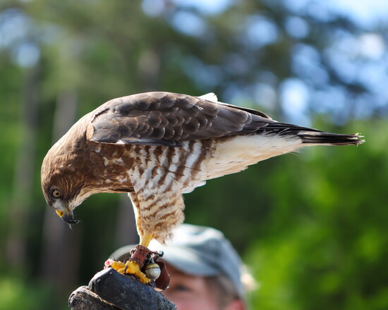 Dauset, the Broad-Winged Hawk entertained during cocktail hour.