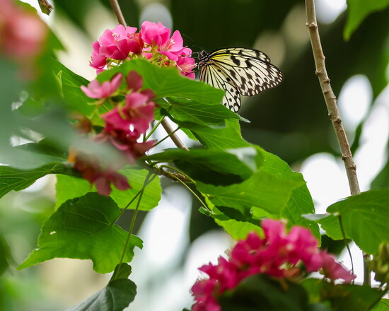 Large Tree Nymph
