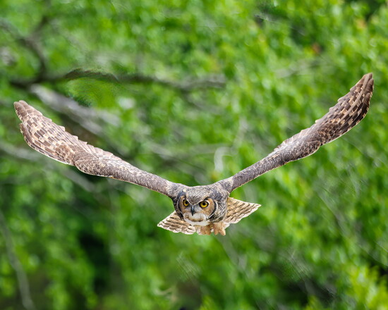 Cedar, the Great Horned Owl, in flight