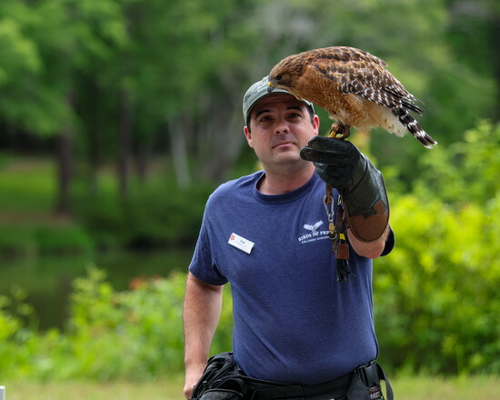 Autumn the Red-shouldered Hawk