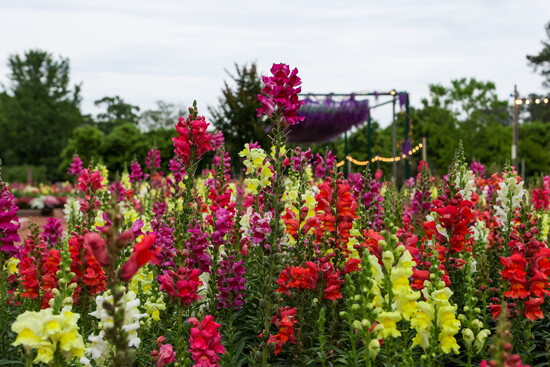 A sea of Snap Dragons