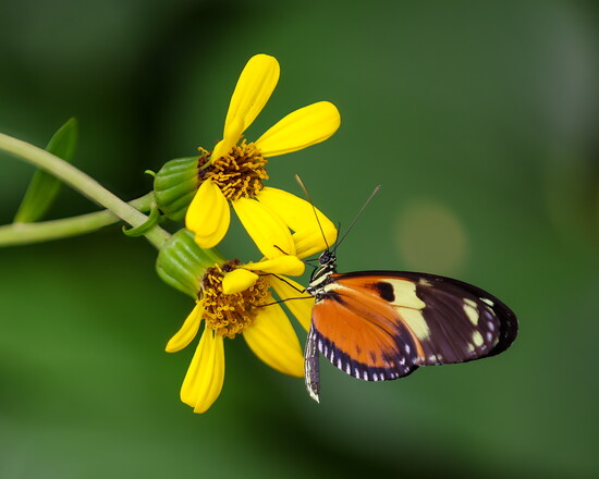 Tiger Longwing Butterfly