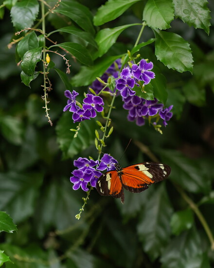 Tiger Longwing Butterfly