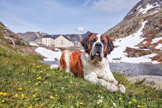 Barryland is the only theme park dedicated to St. Bernard dogs. Photo courtesy of Barryland