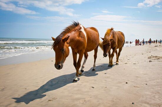 Ponies on Assateague. Photo Credit: Ocean City Tourism