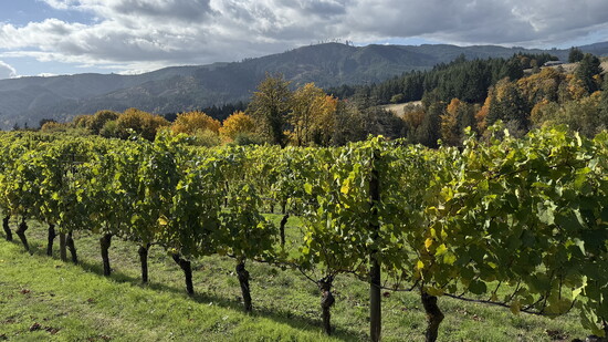 The David Hill Vineyards
